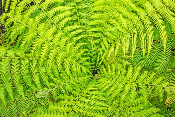 Fern — Stock Photo, Image