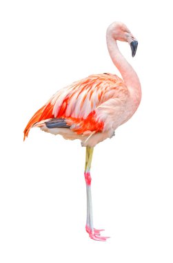 izole flamingo