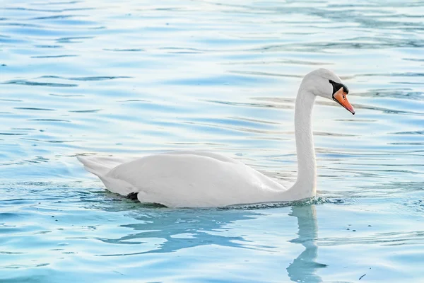 Witte Zwaan — Stockfoto