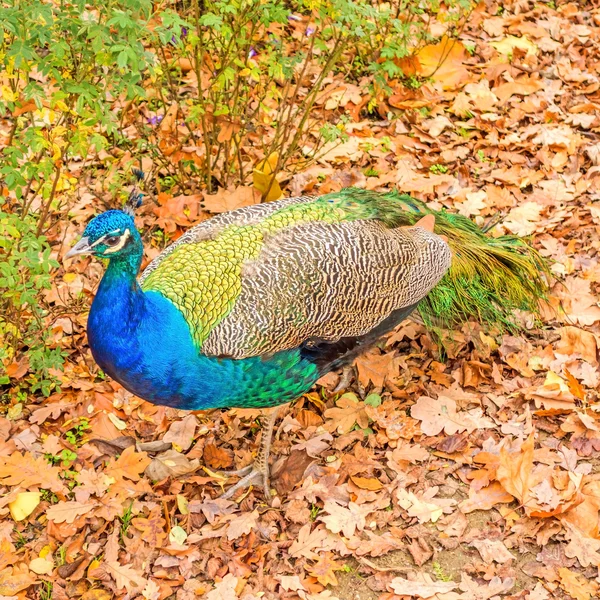 Peacock on brown leaves in autumn — Stock Photo, Image