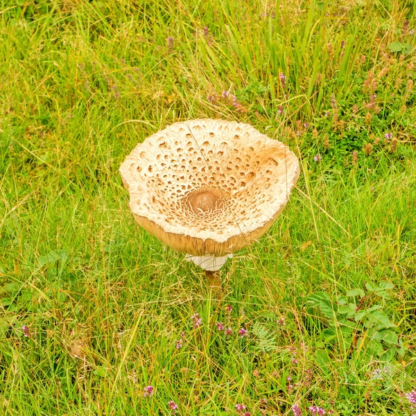 Один гриб на зеленом лугу — стоковое фото
