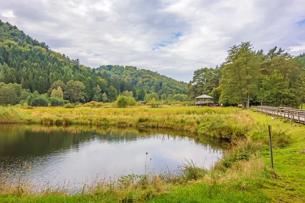 Paisaje idílico del bosque verde —  Fotos de Stock