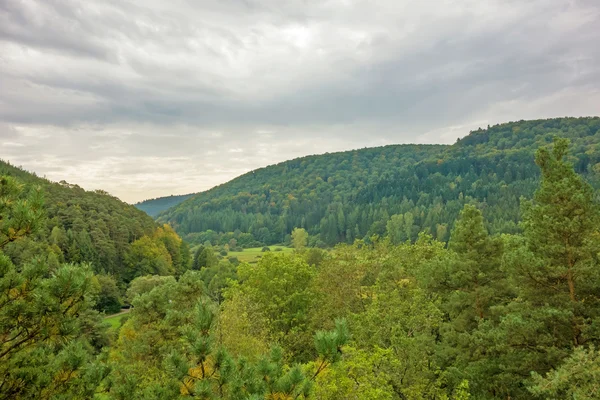 Bosque - árboles alrededor, cielo con nubes —  Fotos de Stock