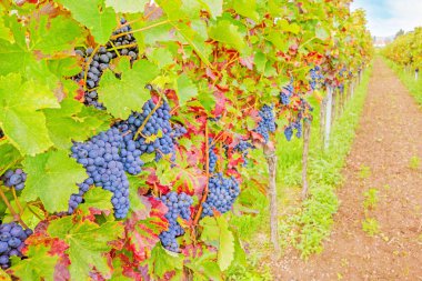 ripe grapes in vineyard clipart