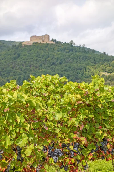 Zamek Hambacher Schloss, widok z winnicy — Zdjęcie stockowe