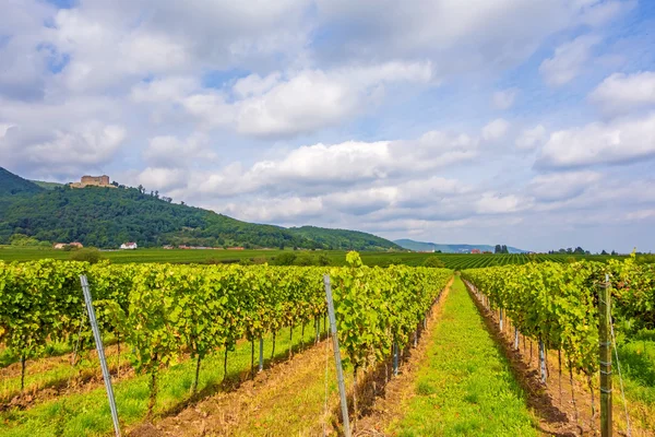 Castello Hambacher Schloss, sopra i vigneti — Foto Stock