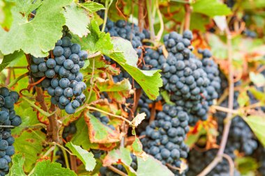 bağ içinde olgunlaşmış üzümler