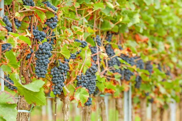 Uvas maduras em vinha — Fotografia de Stock