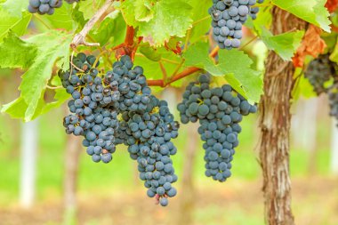 bağ içinde olgunlaşmış üzümler