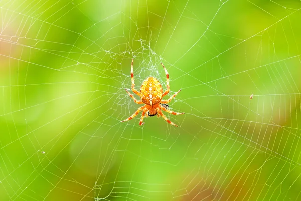 Cruz araña sentado en la web — Foto de Stock