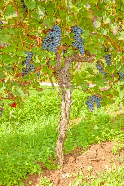 포도 나무 사진-파란 포도 — 스톡 사진