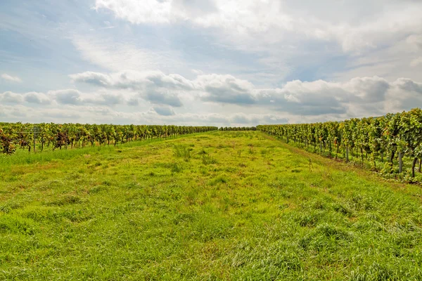Grüne Wiese zwischen Weinstöcken — Stockfoto