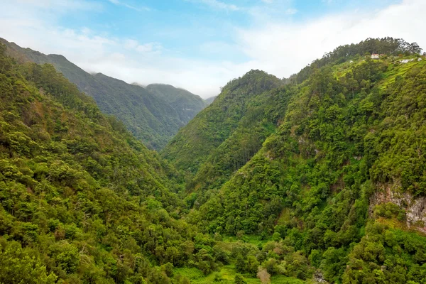 Vert forêt tropicale vallée — Photo