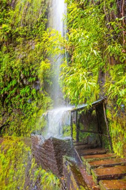 tropik şelale, madeira