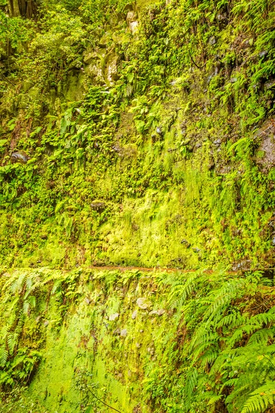근처 양 치와 이끼 벽 — 스톡 사진