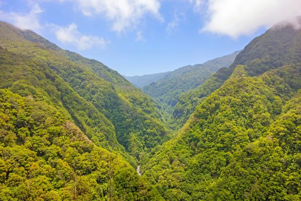 Tropische omgeving - jungle, regenwoud — Stockfoto