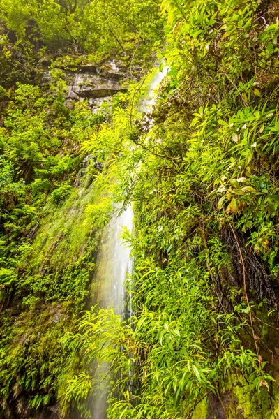 Wasserfall und grünliche Waldlandschaft, Madeira — Stockfoto