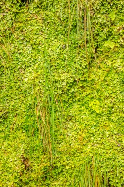 Yeşil tropikal bitki duvar