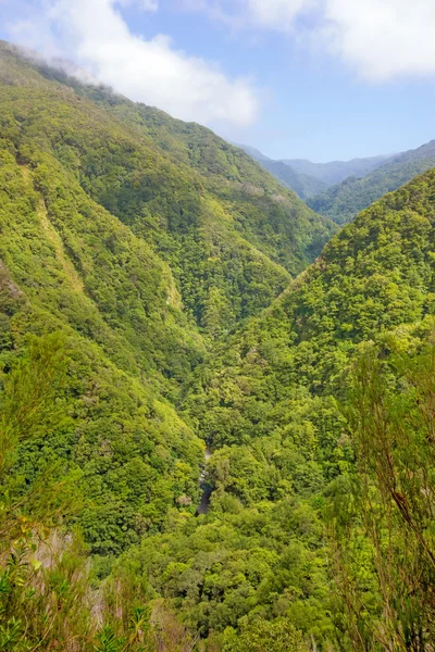 Tropische omgeving - regenwoud / jungle — Stockfoto