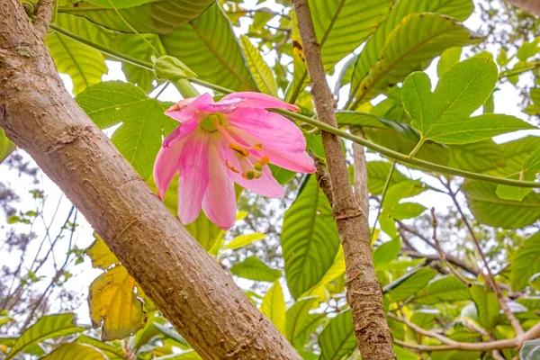 ピンクの花の花 — ストック写真