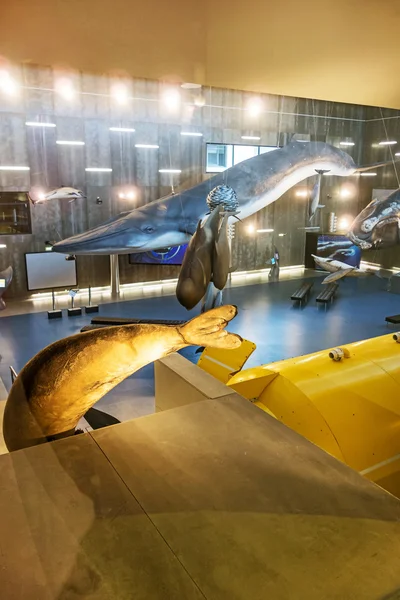 Museu da Baleia Museu da Baleia, Canical, Madeira — Fotografia de Stock