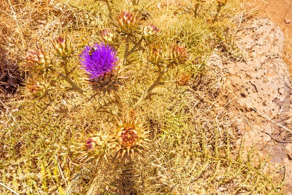 アザミの花 - ピンク — ストック写真