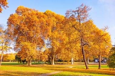 renkli sonbahar manzarası