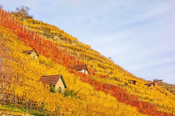 Vineyard in autumn — Stock Photo, Image