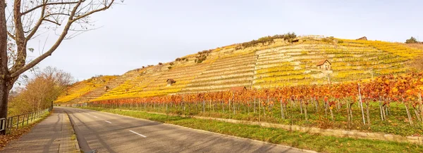 Panorama del viñedo en otoño — Foto de Stock