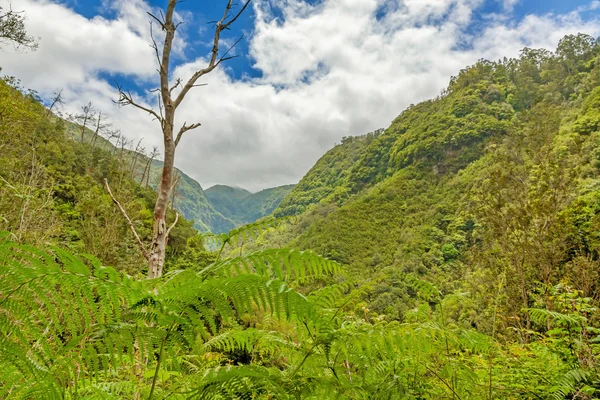 Environnement tropical, Madère — Photo