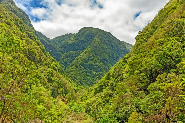 Trópusi környezet, Madeira — Stock Fotó