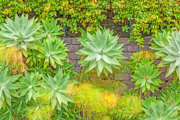 Cactus - naturaleza verde — Foto de Stock