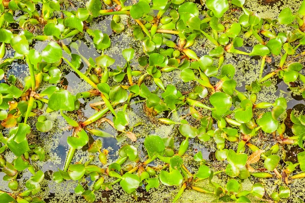 緑の池の水生シダで、クローズ アップ — ストック写真