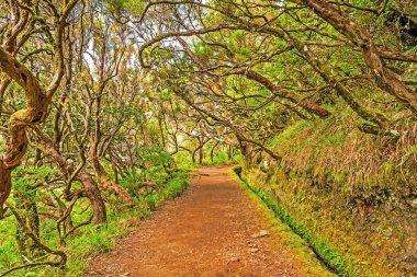 ormanda, madeira