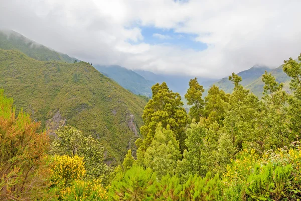 Die grüne Natur Madeiras — Stockfoto