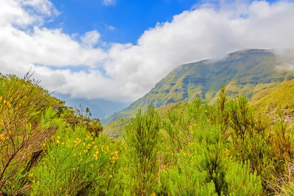 Madère - paysage naturel - nature verte — Photo