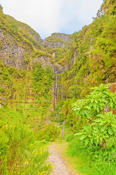 25 fonteinen waterval en groenachtig Woud landschap, Madeira — Stockfoto