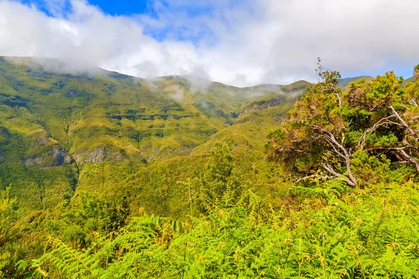 Madeira-a zöld természet — Stock Fotó