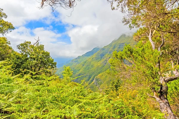 Madeira-a zöld természet — Stock Fotó