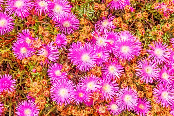 Rózsaszín virág virágok — Stock Fotó