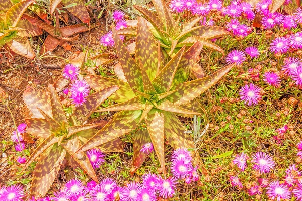 Plante de cactus et fleurs roses — Photo