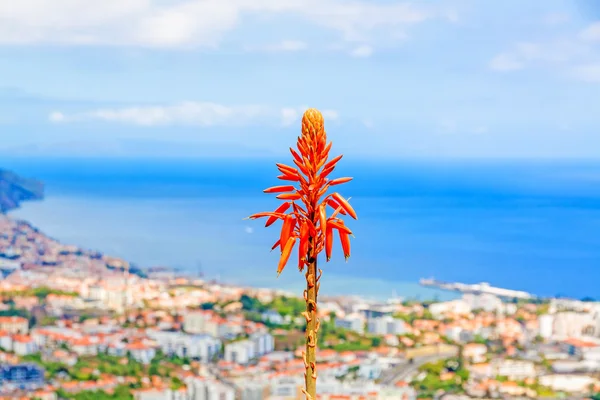 Funchal, Island of Madeira — Stock Photo, Image