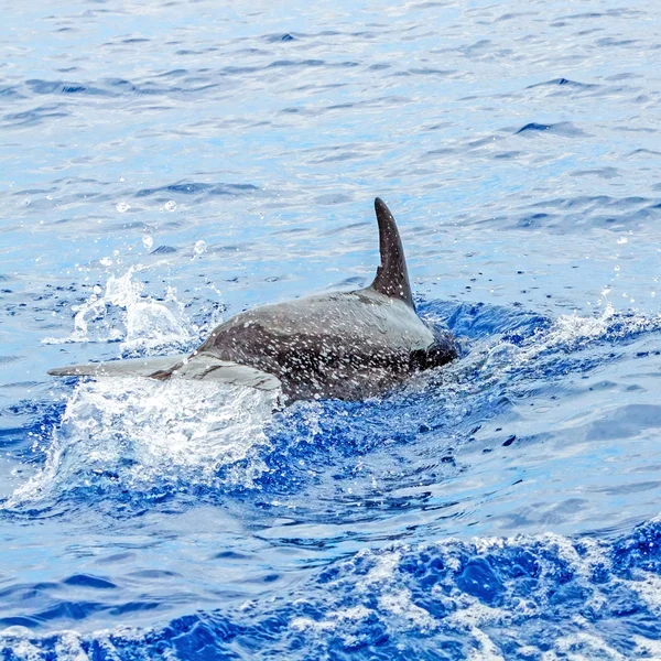 Delfín, potápění do vody — Stock fotografie