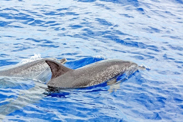 Delfíni plavou v oceánu — Stock fotografie