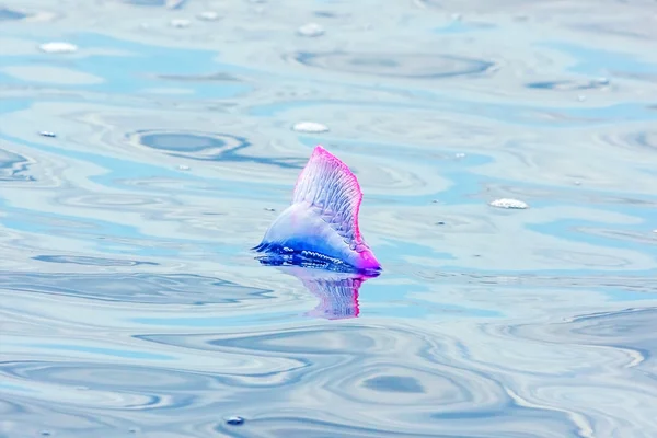 Portekizce Man o'savaş - anası physalis