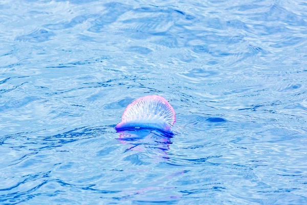 Portuguese Man O' War - Physalia physalis — Stock Photo, Image