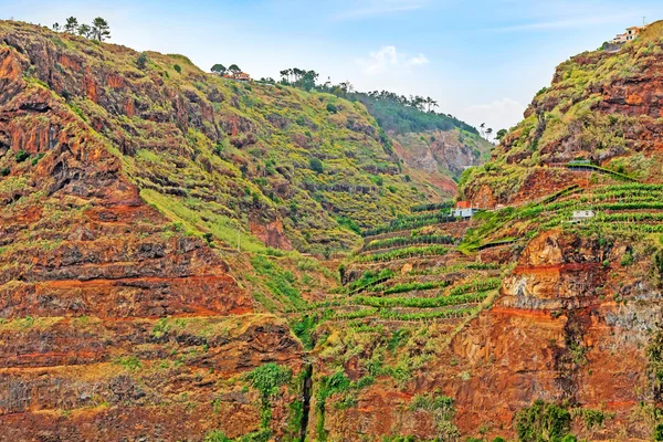 Kolorowy urwisku skalnym wybrzeżu Madery z plantacji bananów — Zdjęcie stockowe