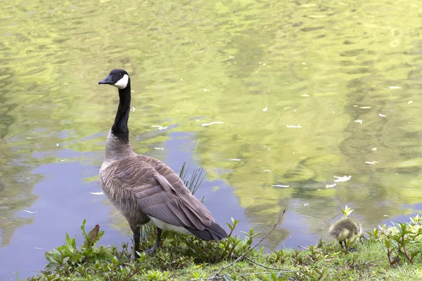 Goose en gosling — Stockfoto