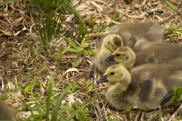 Tres goslings de Canadá — Foto de Stock