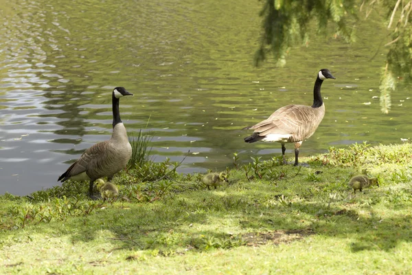 Famille des oies Photo De Stock